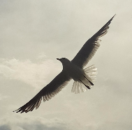 Bird Soaring Bird Soaring